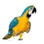 VK_parrot