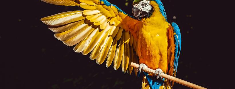 Viens no efektīvākajiem veidiem, kā uzlabot izrunu, ir aktīva klausīšanās un atdarināšana.