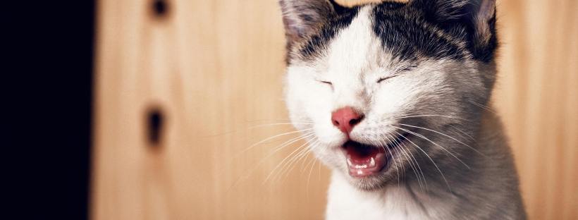 German language, learn German online, language courses