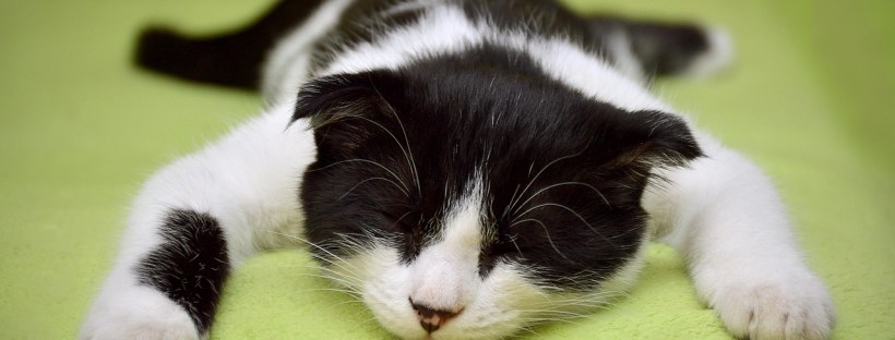 language courses online the best language courses Latvian language course