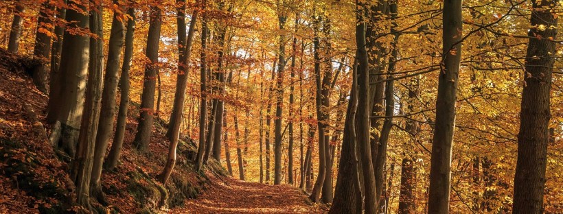 angļu valodas kursi valodu mācīšanās online kursi