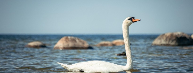 estonian language estonian language courses language courses online