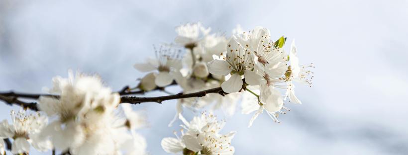 names of April in different languages, April in English, April in French